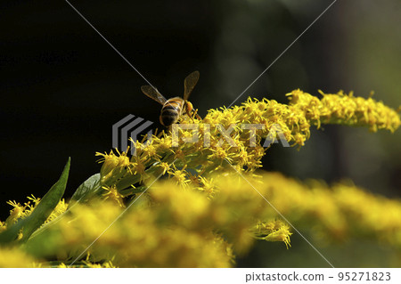 Back view of a honey bee sucking nectar from Solidago canadensis 95271823