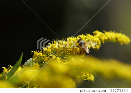 A honey bee sucking nectar from a goldenrod 95271824