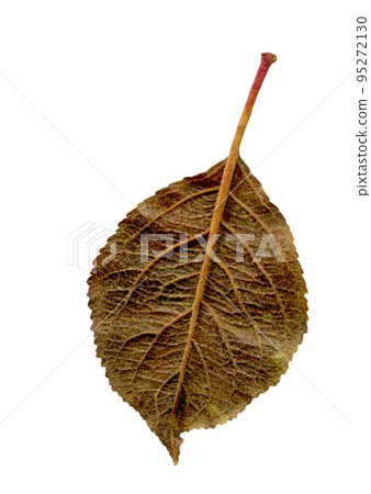 Apple autumn leaf isolated 95272130