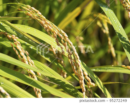 即將收穫金色果實的稻穗 95272249