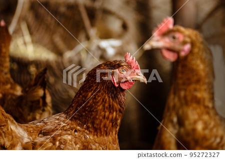 Hens in  hen house. Hens  in bio farm. 95272327
