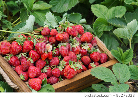 Lots of fresh strawberries. Lots of fresh strawberries. 95272328