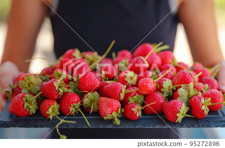 Fresh organic strawberries , over dark background 95272896