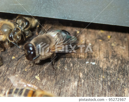 A male of Japanese Honey Bee emerging from the hive 95272987