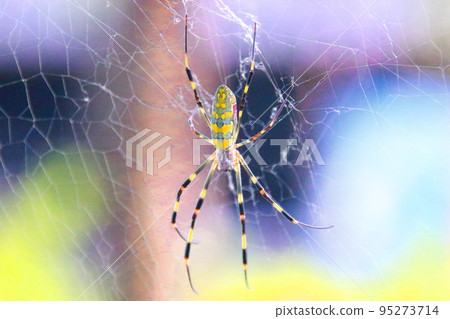 蜘蛛和蜘蛛網 蜘蛛和蜘蛛網 95273714