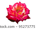 [Cutout photo material] rose 95273775