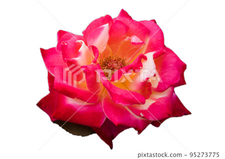 [Cutout photo material] rose 95273775
