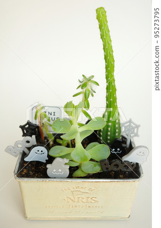 Planting succulent plants Planting succulent plants 95273795