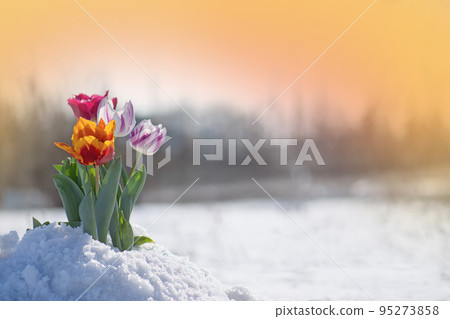 Tulips are in the snow 95273858