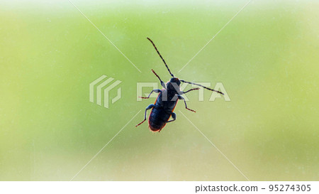 A large beetle with a mustache crawls on glass in the summer, background. Biology 95274305