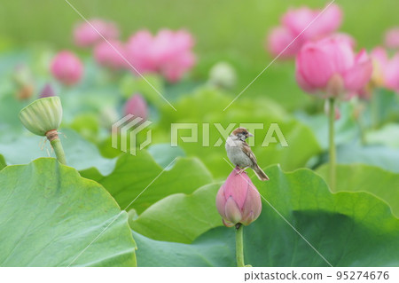 荷塘花與麻雀 95274676