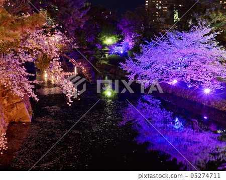 Okazaki Castle/Okazaki Park Night Cherry Blossom Illumination Okazaki Castle/Okazaki Park Night Cherry Blossom Illumination 95274711