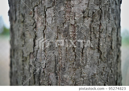 樹皮 樹皮 95274823