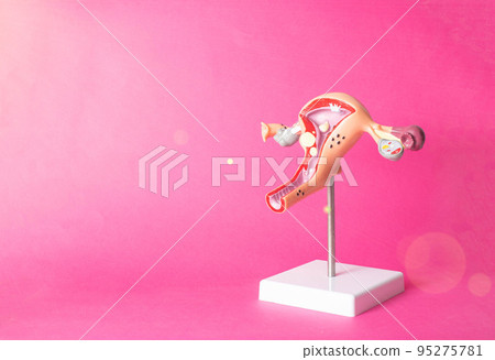 Mock up of the gynecological reproductive system of a girl on a pink background. Period and premenstrual syndrome concept, menopause. Copy space for text 95275781