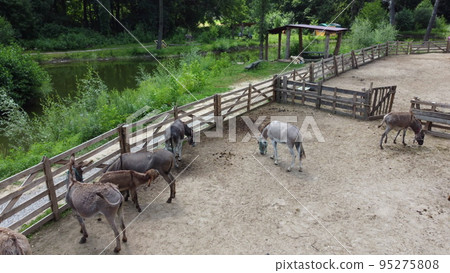 Donkey farm. Aerial drone view flight over many donkeys in corral on donkey farm on sunny day. Domestic rural animals in village. Herd of livestock and domestic animal grazing in paddock in summer 95275808