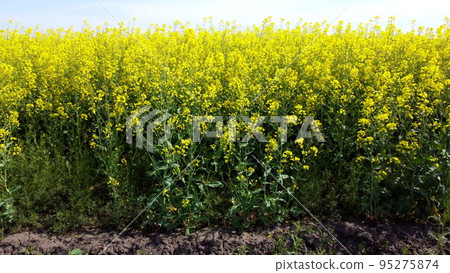 Rapeseed flowers close up. Bright yellow blooming rapeseed growing in agricultural fields. Sown fields rapeseed crop. Blooming canola field. Yellow flower blossom rapeseed canola agriculture field 95275874