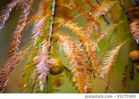 落羽松, 落羽松森林, 松樹 ,果實,カラマツ、カラマツ林、松の木、果実、larch, 落羽松, 落羽松森林, 松樹 ,果實,カラマツ、カラマツ林、松の木、果実、larch, 95275908