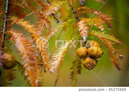 落羽松, 落羽松森林, 松樹 ,果實,カラマツ、カラマツ林、松の木、果実、larch, 落羽松, 落羽松森林, 松樹 ,果實,カラマツ、カラマツ林、松の木、果実、larch, 95275909