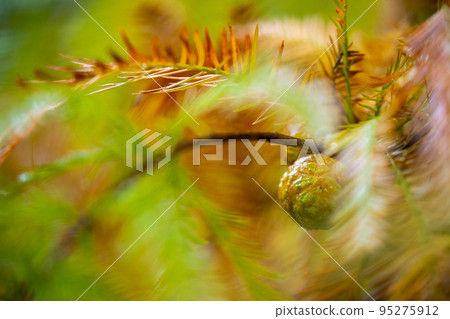 落羽松, 落羽松森林,  松樹 ，果實，カラマツ、カラマツ林、松の木、果実、larch, 95275912