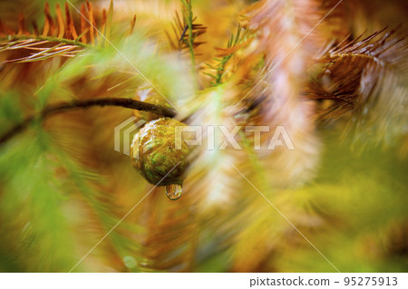 落羽松, 落羽松森林,  松樹 ，果實，カラマツ、カラマツ林、松の木、果実、larch, 95275913