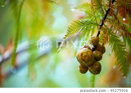 落羽松, 落羽松森林, 松樹 ,果實,カラマツ、カラマツ林、松の木、果実、larch, 落羽松, 落羽松森林, 松樹 ,果實,カラマツ、カラマツ林、松の木、果実、larch, 95275916
