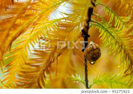 落羽松, 落羽松森林,  松樹 ，果實，カラマツ、カラマツ林、松の木、果実、larch, 95275922