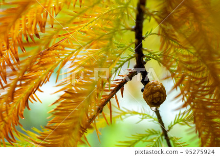 larch, larch forest, pine tree, fruit, カラマツ, カラマツ forest, pine wood, fruit, larch, larch, larch forest, pine tree, fruit, カラマツ, カラマツ forest, pine wood, fruit, larch, 95275924