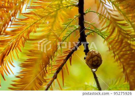larch, larch forest, pine tree, fruit, カラマツ, カラマツ forest, pine wood, fruit, larch, larch, larch forest, pine tree, fruit, カラマツ, カラマツ forest, pine wood, fruit, larch, 95275926