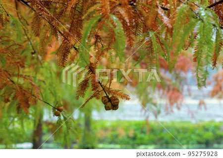 larch, larch forest, pine tree, fruit, カラマツ, カラマツ forest, pine wood, fruit, larch, larch, larch forest, pine tree, fruit, カラマツ, カラマツ forest, pine wood, fruit, larch, 95275928
