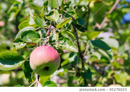 Red side of a ripening apple on a tree branch on a sunny day. 95276033