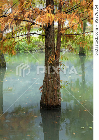 落羽松,  落羽松森林,  松樹 ，湖，カラマツ、カラマツの森、松の木、湖、larch, 95276354