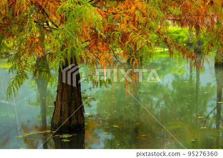 落羽松,  落羽松森林,  松樹 ，湖，カラマツ、カラマツの森、松の木、湖、larch, 95276360