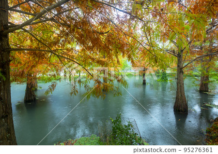 落羽松,  落羽松森林,  松樹 ，湖，カラマツ、カラマツの森、松の木、湖、larch, 95276361