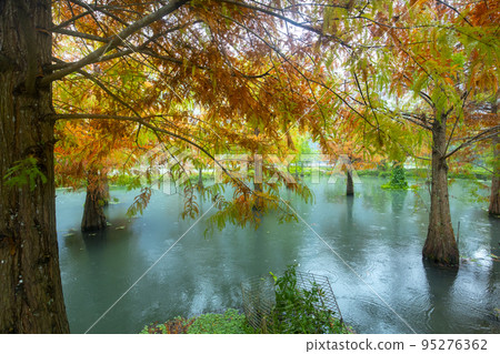 落羽松,  落羽松森林,  松樹 ，湖，カラマツ、カラマツの森、松の木、湖、larch, 95276362