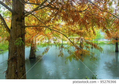 落羽松,  落羽松森林,  松樹 ，湖，カラマツ、カラマツの森、松の木、湖、larch, 95276366