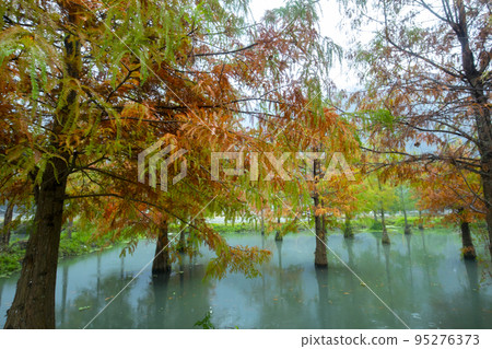 落羽松,  落羽松森林,  松樹 ，湖，カラマツ、カラマツの森、松の木、湖、larch, 95276373