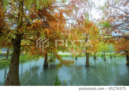 落羽松, 落羽松森林, 松樹 ,湖,カラマツ、カラマツの森、松の木、湖、larch, 落羽松, 落羽松森林, 松樹 ,湖,カラマツ、カラマツの森、松の木、湖、larch, 95276375