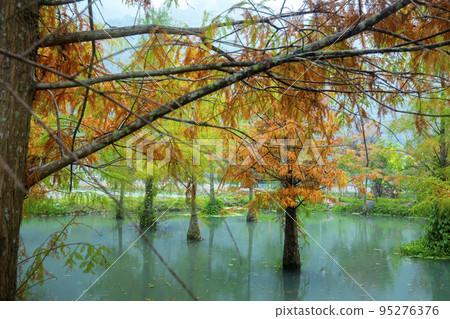 落羽松,  落羽松森林,  松樹 ，湖，カラマツ、カラマツの森、松の木、湖、larch, 95276376