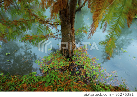 落羽松,  落羽松森林,  松樹 ，湖，カラマツ、カラマツの森、松の木、湖、larch, 95276381