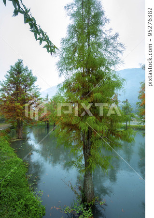 落羽松,  落羽松森林,  松樹 ，湖，カラマツ、カラマツの森、松の木、湖、larch, 95276382