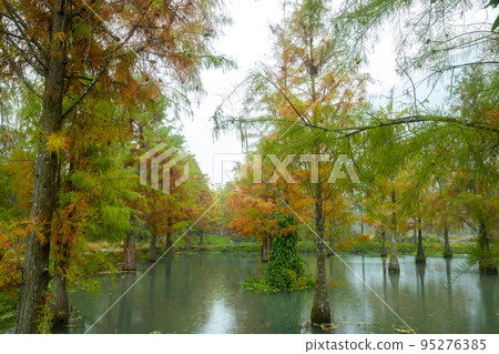 落羽松, 落羽松森林, 松樹 ,湖,カラマツ、カラマツの森、松の木、湖、larch, 落羽松, 落羽松森林, 松樹 ,湖,カラマツ、カラマツの森、松の木、湖、larch, 95276385