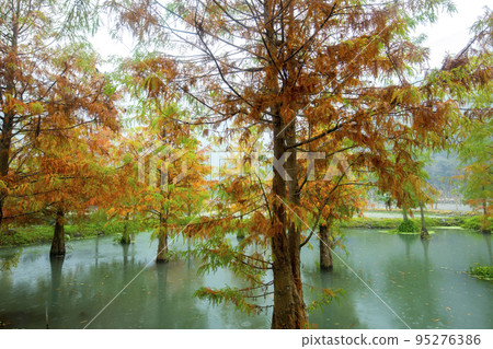 落羽松, 落羽松森林, 松樹 ,湖,カラマツ、カラマツの森、松の木、湖、larch, 落羽松, 落羽松森林, 松樹 ,湖,カラマツ、カラマツの森、松の木、湖、larch, 95276386