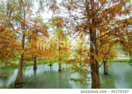落羽松,  落羽松森林,  松樹 ，湖，カラマツ、カラマツの森、松の木、湖、larch, 95276387