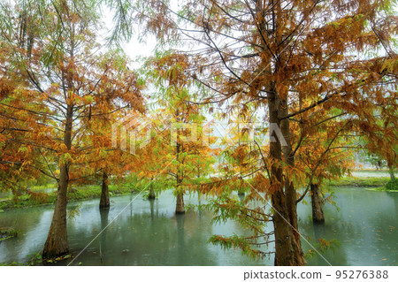 落羽松,  落羽松森林,  松樹 ，湖，カラマツ、カラマツの森、松の木、湖、larch, 95276388