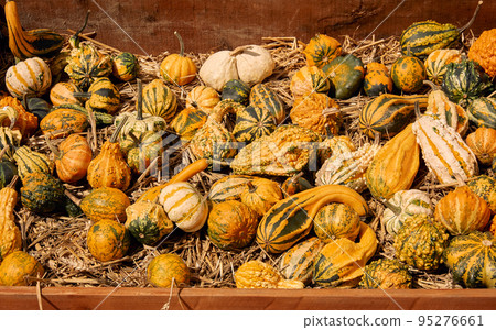 Pumpkins at outdoor farmer market. Pumpkin patch. Halloween decor with various pumpkins, autumn vegetables and flowers. Harvest and garden decoration. 95276661