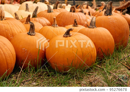 Pumpkins at outdoor farmer market. Pumpkin patch. Halloween decor with various pumpkins, autumn vegetables and flowers. Harvest and garden decoration. 95276678