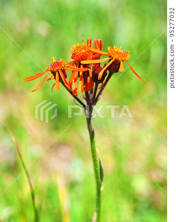 菊科科林卡橙花 菊科科林卡橙花 95277032