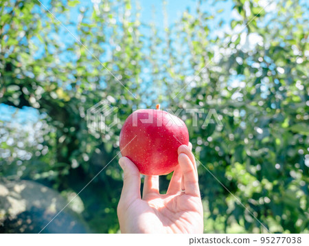 Apple in an apple field Apple in an apple field 95277038
