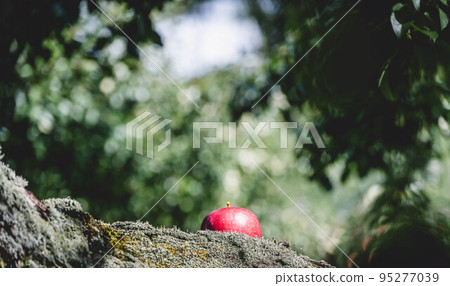Apple in an apple field 95277039