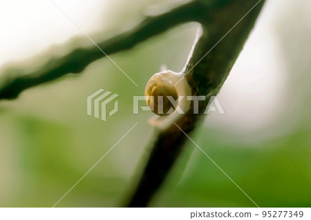 Macro photo of a snail on a branch in the forest, Design for background 95277349